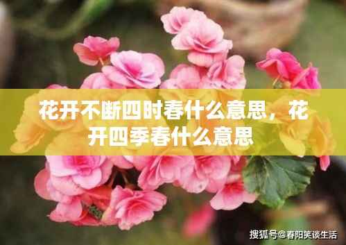 花开不断四时春什么意思,花开四季春什么意思