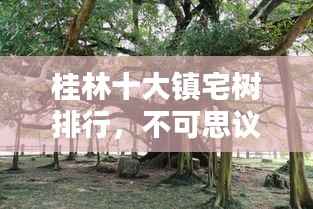 桂林十大镇宅树排行,不可思议的神奇树木!