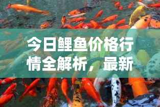 今日鲤鱼价格行情全解析,最新消息与图片同步更新