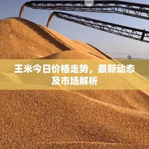 王米今日价格走势,最新动态及市场解析